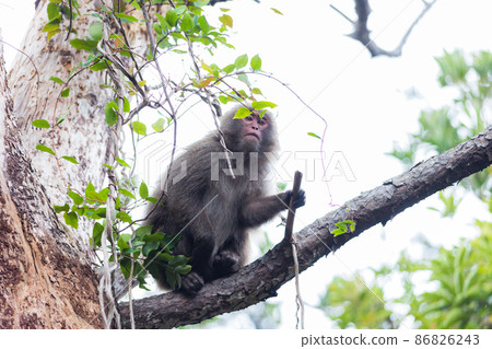 A wild monkey relaxing on Yakushima A wild monkey relaxing on Yakushima 86826243