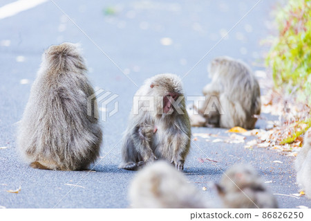 A herd of wild monkeys relaxing on Yakushima 86826250