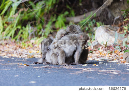 A herd of wild monkeys relaxing on Yakushima 86826276