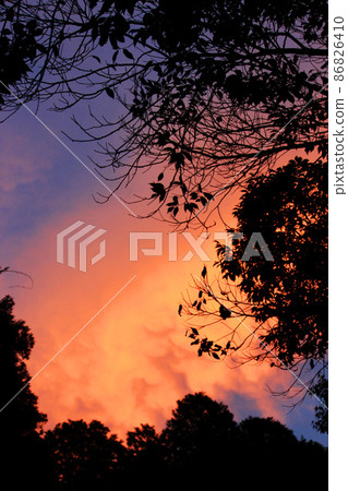 Sunset red clouds, blue sky, tree silhouette Sunset red clouds, blue sky, tree silhouette 86826410