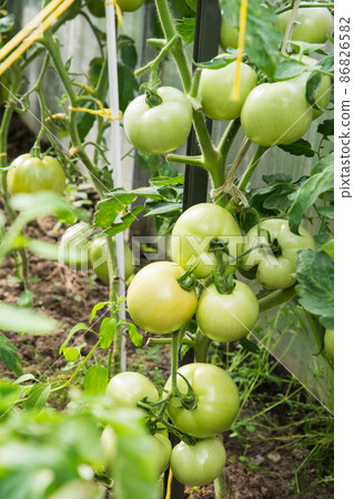 Green tomatoes on branch ripens in greenhouse. Green tomatoes on branch ripens in greenhouse. 86826582