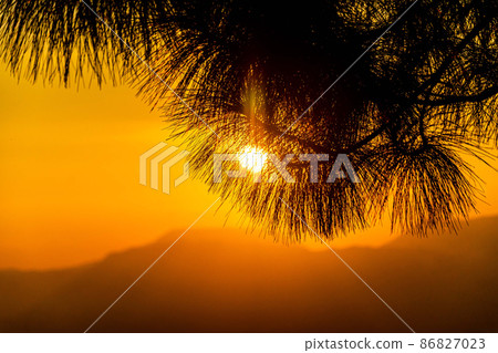 silhouette of pine trees during sunset silhouette of pine trees during sunset 86827023