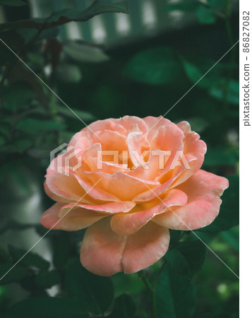 Beautiful rose in the garden Beautiful rose in the garden 86827082