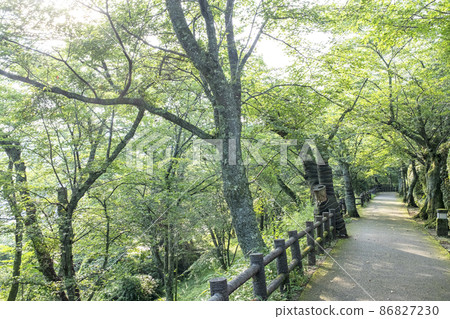 公園長廊,陽光透過樹木,清新的綠色(打羽公園) 公園長廊,陽光透過樹木,清新的綠色(打羽公園) 86827230
