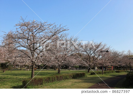 Toneri Park Sakura 86827397