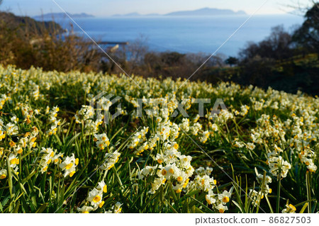 Morning scenery of daffodils, Maeura Port and the Seto Inland Sea blooming on Mushima, the southernmost tip of Okayama Prefecture 4 Kasaoka City, Okayama Prefecture Morning scenery of daffodils, Maeura Port and the Seto Inland Sea blooming on Mushima, the southernmost tip of Okayama Prefecture 4 Kasaoka City, Okayama Prefecture 86827503