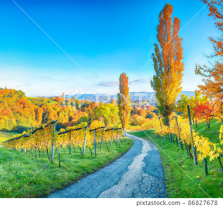 Breathtaking vineyards landscape in South Styria near Gamlitz. 86827678