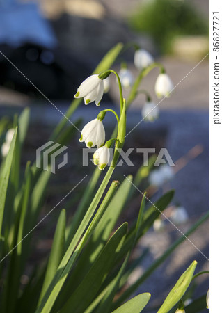 白色和小可愛花“雪花” 86827721