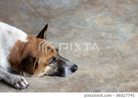Native Thai dog lying on concrete awaiting return of owner. 86827745