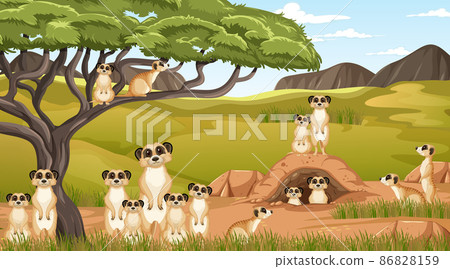 Meerkat family lives in savanna forest Meerkat family lives in savanna forest 86828159