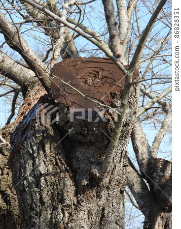 Example of tree management (state where the pruning marks of cherry blossoms are covered with caulking material to prevent drying) 86828351