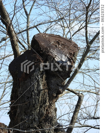 Example of tree management (state where the pruning marks of cherry blossoms are covered with caulking material to prevent drying) Example of tree management (state where the pruning marks of cherry blossoms are covered with caulking material to prevent drying) 86828352