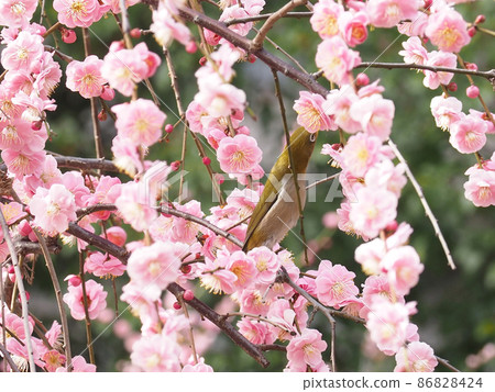 白眼吸春花花蜜 86828424