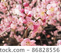 春天粉紅色的梅花 86828556
