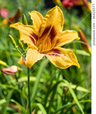 Day lily, Hemerocallis 86828577