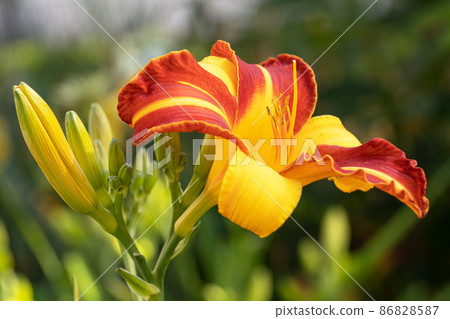 Day lily, Hemerocallis 86828587