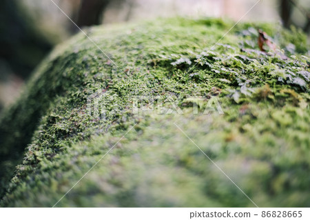 屋久島白谷雲水峽風景（苔蘚） 86828665