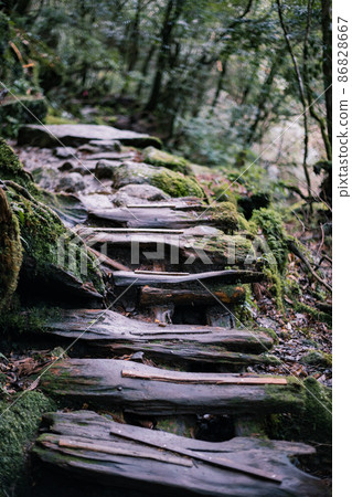 屋久島白谷雲水峽風景 屋久島白谷雲水峽風景 86828667