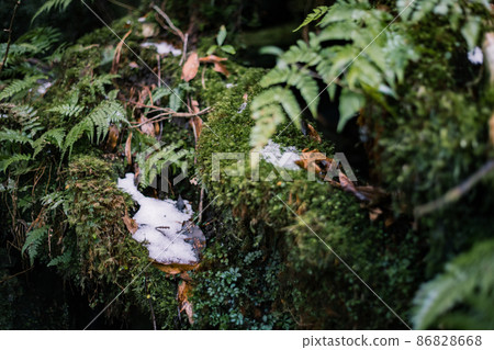 屋久島白谷雲水峽風景（苔蘚） 86828668