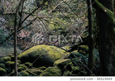 Scenery of Shiratani Unsuikyo on Yakushima 86828669