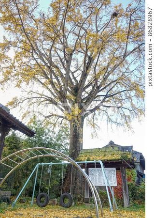Trees and scenery of Ginkgo biloba at Ryotokuji Temple in Samegai, Maibara City, Shiga Prefecture 86828967