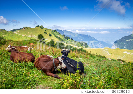 Cows in a mountain field. The Grand-Bornand, France Cows in a mountain field. The Grand-Bornand, France 86829013