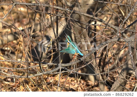 Kingfisher flying in the branches of the river, the land of the Oppe River swan in Kawajima-cho, Hiki-gun, Saitama Prefecture 86829262