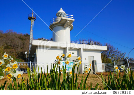 在岡山縣最南端的毛島盛開的毛島和岡山縣最古老的燈塔毛島22號燈塔22岡山縣笠岡市 在岡山縣最南端的毛島盛開的毛島和岡山縣最古老的燈塔毛島22號燈塔22岡山縣笠岡市 86829358