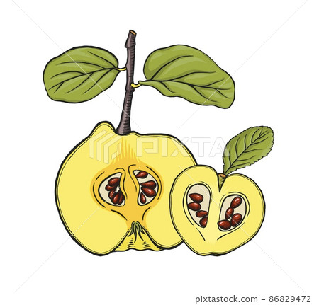 Quince apple fruits, isolated on white. Half of ripe raw quince with leafs and seeds. Quince apple fruits, isolated on white. Half of ripe raw quince with leafs and seeds. 86829472