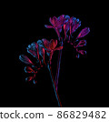 Freesia twigs with flowers blooming drawing, with buds on stem, pink and blue neon colors. Isolated  86829482