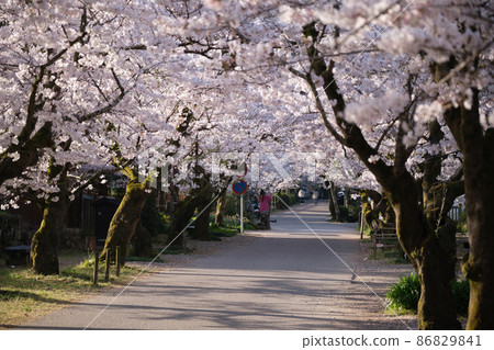 Akitsuki的櫻花 Akitsuki的櫻花 86829841