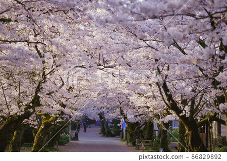 Cherry blossoms of Akitsuki 86829892