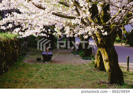 Akitsuki的櫻花 Akitsuki的櫻花 86829894