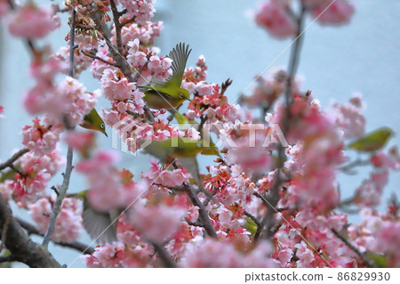 靜岡縣伊豆市土肥區，早開花的土肥櫻花，鮮豔的粉紅色和白色的眼睛展開翅膀 86829930