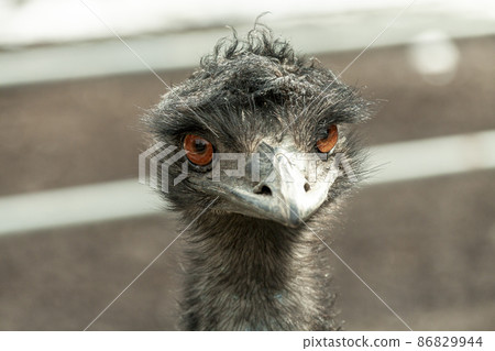 Face of Casuariidae Emu 86829944