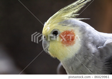 Cute cockatiel of the parrot family parrot family Cute cockatiel of the parrot family parrot family 86829961