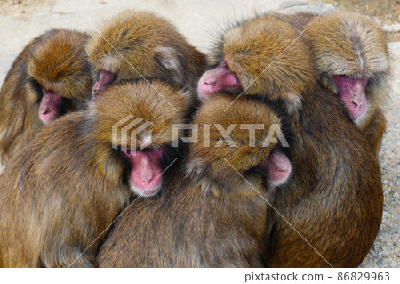 Monkey dumplings seen in winter 86829963