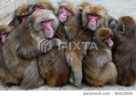 Monkey dumplings seen in winter 86829980