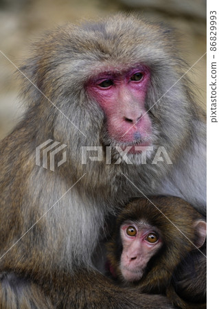 Monkey dumplings seen in winter 86829993
