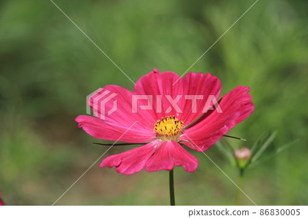 波斯菊紅波斯菊秋天櫻花 波斯菊紅波斯菊秋天櫻花 86830005