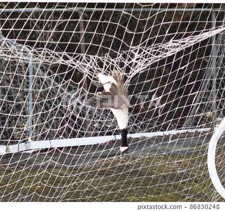 Canadian Goose trapped in a soccer net upside down 86830248