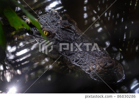 Crocodile stay still in the water and ready to hunt Crocodile stay still in the water and ready to hunt 86830286
