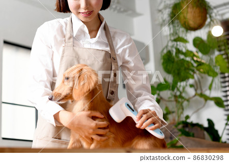 Young woman of trimmer brushing dog (pet) Young woman of trimmer brushing dog (pet) 86830298