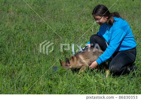 A teenage girl track train her German Shepherd puppy A teenage girl track train her German Shepherd puppy 86830353