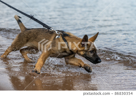 An eleven weeks old German Shepherd puppy playing in water An eleven weeks old German Shepherd puppy playing in water 86830354
