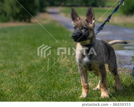 A reactive eleven weeks old German Shepherd puppy on a leash. Green grass background A reactive eleven weeks old German Shepherd puppy on a leash. Green grass background 86830355