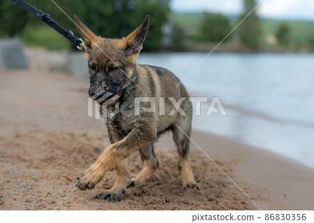 An eleven weeks old German Shepherd puppy playing on a sandy beach. Wet fur after play in the water An eleven weeks old German Shepherd puppy playing on a sandy beach. Wet fur after play in the water 86830356