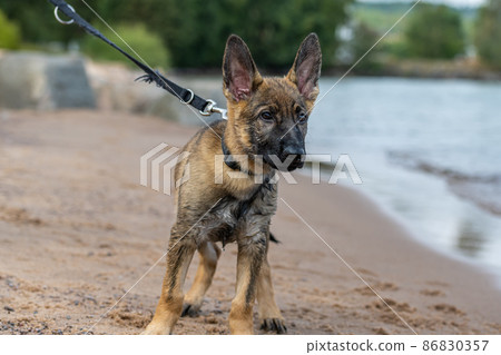 An eleven weeks old German Shepherd puppy playing on a sandy beach. Wet fur after play in the water An eleven weeks old German Shepherd puppy playing on a sandy beach. Wet fur after play in the water 86830357
