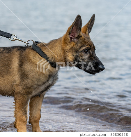 An eleven weeks old German Shepherd puppy playing in water An eleven weeks old German Shepherd puppy playing in water 86830358