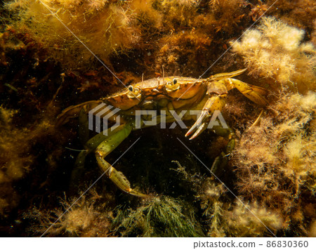 A close-up picture of a crab among seaweed A close-up picture of a crab among seaweed 86830360